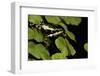 Harlequin Frog, Ecuador-Pete Oxford-Framed Photographic Print