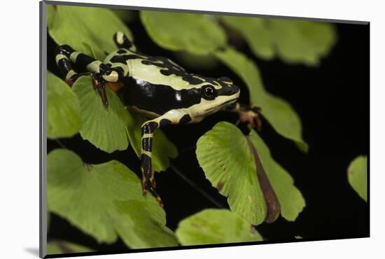 Harlequin Frog, Ecuador-Pete Oxford-Mounted Photographic Print