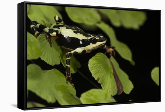 Harlequin Frog, Ecuador-Pete Oxford-Framed Stretched Canvas
