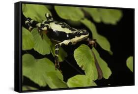 Harlequin Frog, Ecuador-Pete Oxford-Framed Stretched Canvas