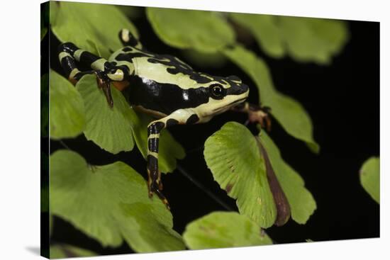 Harlequin Frog, Ecuador-Pete Oxford-Stretched Canvas