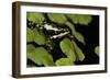 Harlequin Frog, Ecuador-Pete Oxford-Framed Photographic Print