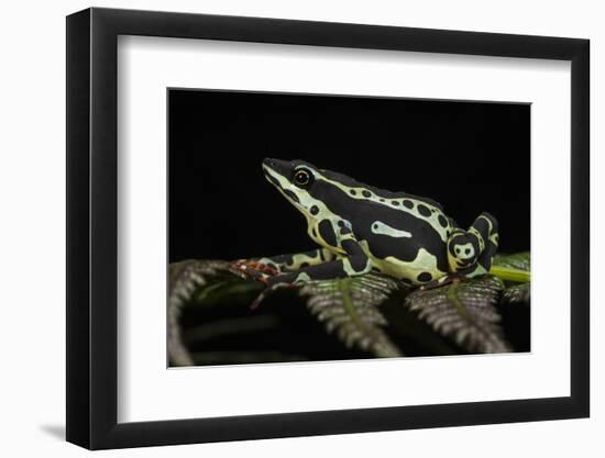 Harlequin Frog, Ecuador-Pete Oxford-Framed Photographic Print