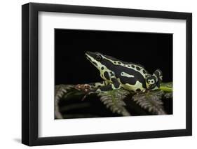 Harlequin Frog, Ecuador-Pete Oxford-Framed Photographic Print