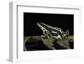 Harlequin Frog, Ecuador-Pete Oxford-Framed Photographic Print