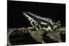 Harlequin Frog, Ecuador-Pete Oxford-Mounted Photographic Print