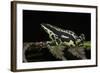 Harlequin Frog, Ecuador-Pete Oxford-Framed Photographic Print