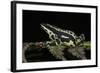 Harlequin Frog, Ecuador-Pete Oxford-Framed Photographic Print