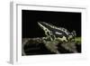 Harlequin Frog, Ecuador-Pete Oxford-Framed Photographic Print