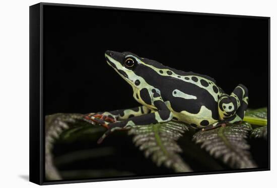 Harlequin Frog, Ecuador-Pete Oxford-Framed Stretched Canvas