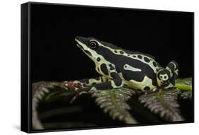Harlequin Frog, Ecuador-Pete Oxford-Framed Stretched Canvas