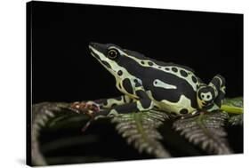 Harlequin Frog, Ecuador-Pete Oxford-Stretched Canvas