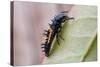 Harlequin Ladybird Larva-null-Stretched Canvas