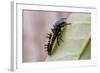 Harlequin Ladybird Larva-null-Framed Photographic Print