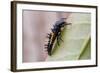 Harlequin Ladybird Larva-null-Framed Photographic Print