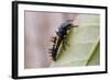 Harlequin Ladybird Larva-null-Framed Photographic Print