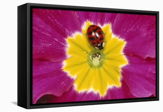 Harlequin Ladybird on Flower-null-Framed Stretched Canvas