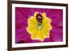 Harlequin Ladybird on Flower-null-Framed Photographic Print