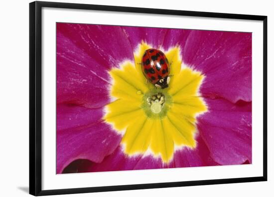 Harlequin Ladybird on Flower-null-Framed Photographic Print