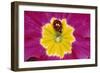 Harlequin Ladybird on Flower-null-Framed Photographic Print