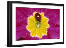 Harlequin Ladybird on Flower-null-Framed Photographic Print