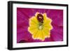 Harlequin Ladybird on Flower-null-Framed Photographic Print