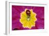 Harlequin Ladybird on Flower-null-Framed Photographic Print