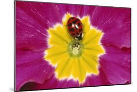 Harlequin Ladybird on Flower-null-Mounted Photographic Print