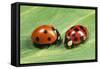 Harlequin Ladybird with 7-Spot Ladybird (On Left)-null-Framed Stretched Canvas