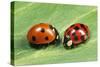 Harlequin Ladybird with 7-Spot Ladybird (On Left)-null-Stretched Canvas