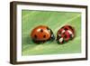 Harlequin Ladybird with 7-Spot Ladybird (On Left)-null-Framed Photographic Print