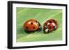 Harlequin Ladybird with 7-Spot Ladybird (On Left)-null-Framed Photographic Print