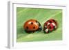 Harlequin Ladybird with 7-Spot Ladybird (On Left)-null-Framed Photographic Print