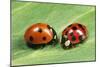 Harlequin Ladybird with 7-Spot Ladybird (On Left)-null-Mounted Photographic Print