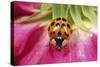 Harlequin Ladybird-null-Stretched Canvas