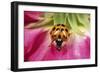 Harlequin Ladybird-null-Framed Premium Photographic Print