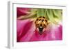 Harlequin Ladybird-null-Framed Premium Photographic Print