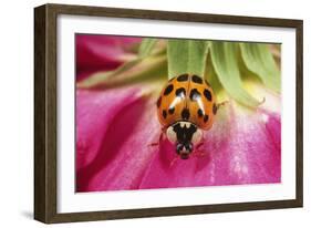 Harlequin Ladybird-null-Framed Photographic Print