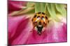 Harlequin Ladybird-null-Mounted Photographic Print