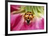 Harlequin Ladybird-null-Framed Photographic Print