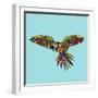 Harlequin Parrot-Sharon Turner-Framed Art Print