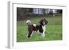 Harlequin Poodle Puppy in Garden-null-Framed Photographic Print