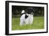 Harlequin Poodle Puppy-null-Framed Photographic Print