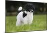 Harlequin Poodle Puppy-null-Mounted Photographic Print