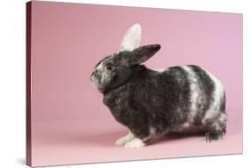 Harlequin Rabbit-Lynn M^ Stone-Stretched Canvas