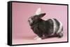 Harlequin Rabbit-Lynn M^ Stone-Framed Stretched Canvas