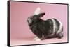 Harlequin Rabbit-Lynn M^ Stone-Framed Stretched Canvas