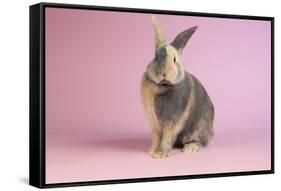 Harlequin Rabbit-Lynn M^ Stone-Framed Stretched Canvas