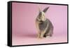 Harlequin Rabbit-Lynn M^ Stone-Framed Stretched Canvas