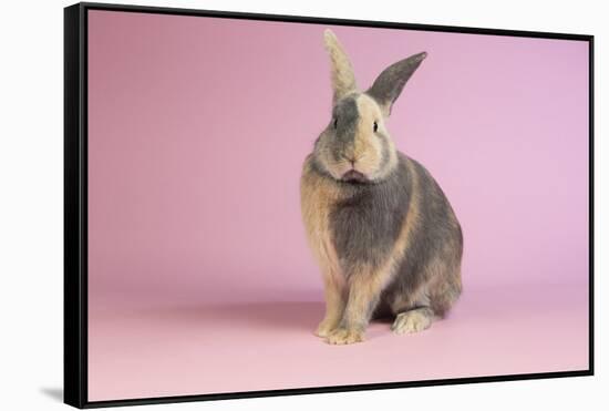 Harlequin Rabbit-Lynn M^ Stone-Framed Stretched Canvas